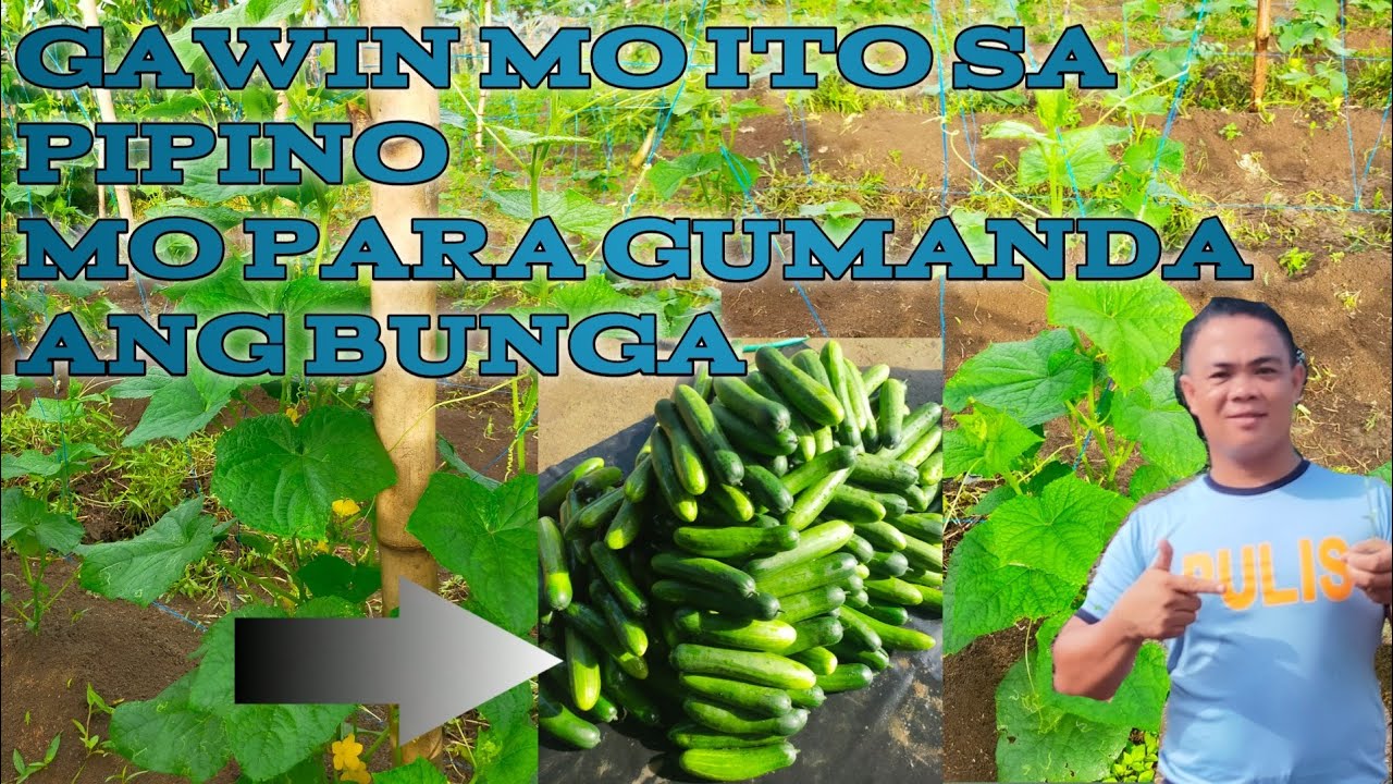 HOW TO PRUNE CUCUMBER? (PIPINO) || POLICE FARMER