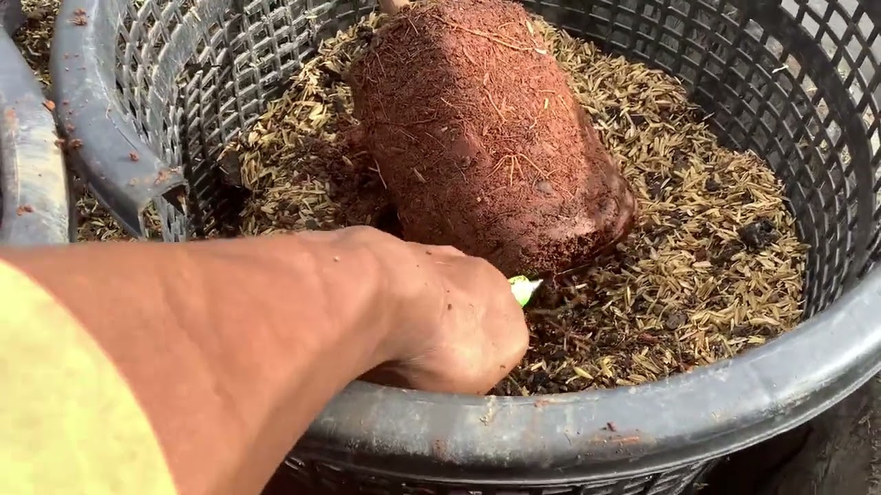 ปลูกทุเรียนเข่งแบบง่ายๆ  สไตล์มือใหม่..