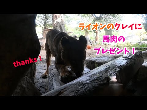 【愛媛県とべ動物園】ライオン🦁のクレイに馬肉のプレゼント！🍖