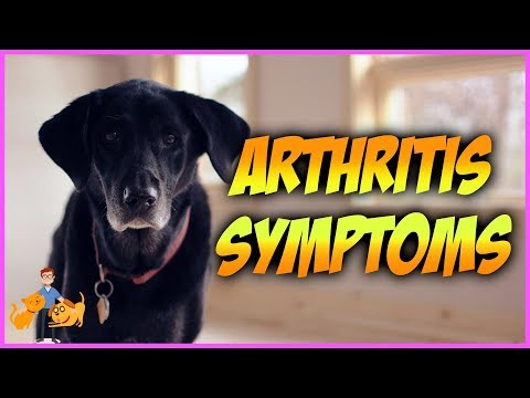 Videó: Arthritis kutyákban