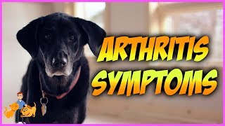 How Can You Tell if Your Dog has Arthritis: top 10 symptoms