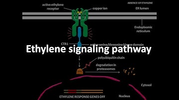 Ethylene signaling pathway