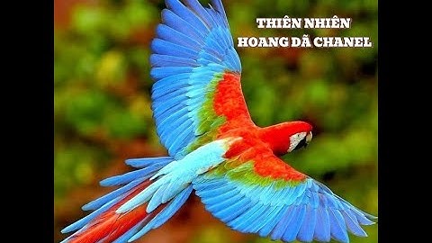 VUA SƯ TỬ  - CHÚA TỂ RỪNG XANH - LION KING