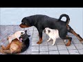 КАК МОПС ДОСТАВАЛ НЕМЕЦКУЮ ОВЧАРКУ И РОТВЕЙЛЕРА. Funny pug, rottweiler and german shepherd.