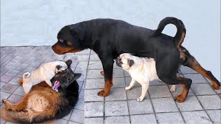 КАК МОПС ДОСТАВАЛ НЕМЕЦКУЮ ОВЧАРКУ И РОТВЕЙЛЕРА. Funny pug, rottweiler and german shepherd. КАК МОПС ДОСТАВАЛ НЕМЕЦКУЮ ОВЧАРКУ И РОТВЕЙЛЕРА. Funny pug, rottweiler and german shepherd.
