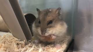 Relaxing Time with Hamster by R 74 views 1 year ago 5 minutes, 19 seconds