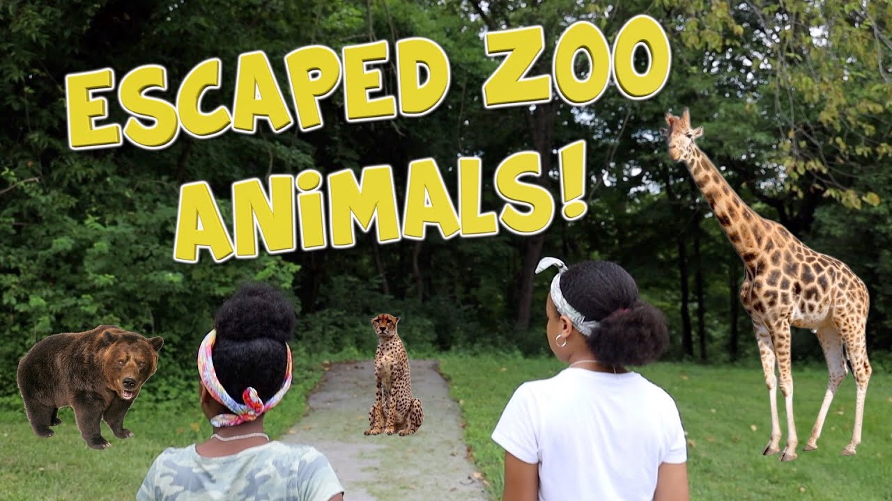 ESCAPED ZOO ANIMALS! ( KIDS SKIT) YouTube