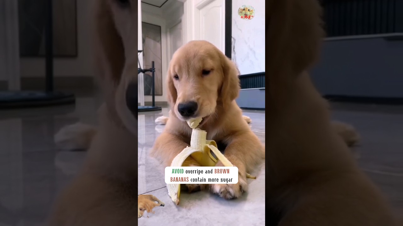 Funny dogs eat bananas 