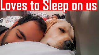 What Waking Up To My Labrador Dog Looks Like [He Sleeps on Me Everyday] Super Cute Video