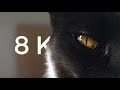 Cat in 8K • S23 Ultra 🤯