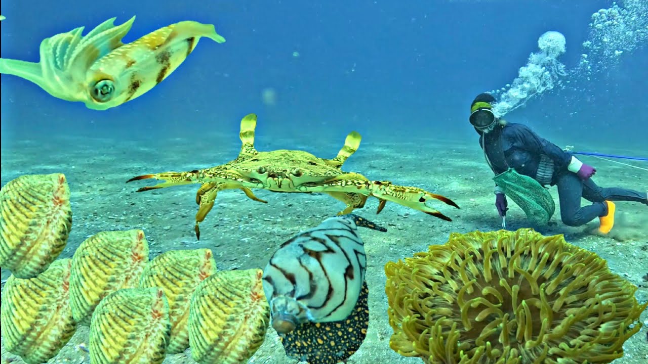 Diving for 6 hours and we found lots of squid, snails and sentinel crabs