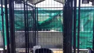 Outside Kennels at Delano Animal Shelter, Delano, Ca. September 25th, 2014.  Right to left: