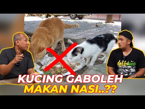 Video: Makanan Kucing Tanpa Bijian Dan Makanan Kucing Bebas Gluten