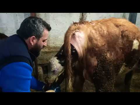 Zorlu İnek Doğumu Doğuma Müdahale Ettim  - Can Meşe