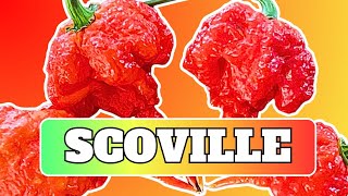 Trinidad 7 Pot Pepper On The Scoville Scale
