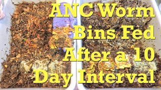 Day 52 in the twin African nightcrawler worm bins - vermicompost