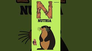 ABC Animals | Alphabet Flashcards for kids - Learn Alphabets With Animals | #flashcards #abcanimals