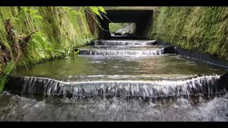 Bon Accord Creek Flexibaffles Bring Salmon Back