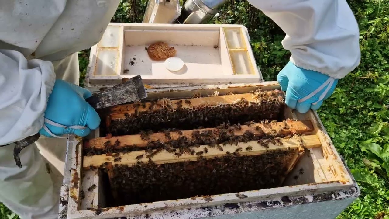 37.2025. Verificarea roilor la data de 12 septembrie. Puiet și mâncare pentru iernare.