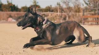 Perro Pastor Belga Malinois realizando salto de longitud  Mondioring