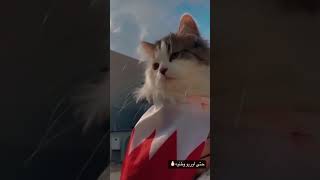 so cute meow OREO بحرين يا شمس النهار  #funny #cute #animals