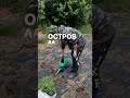 История про слезы, сопли и помидоры 😂😂😂 #италия #sardegna #инвестиции #недвижимость