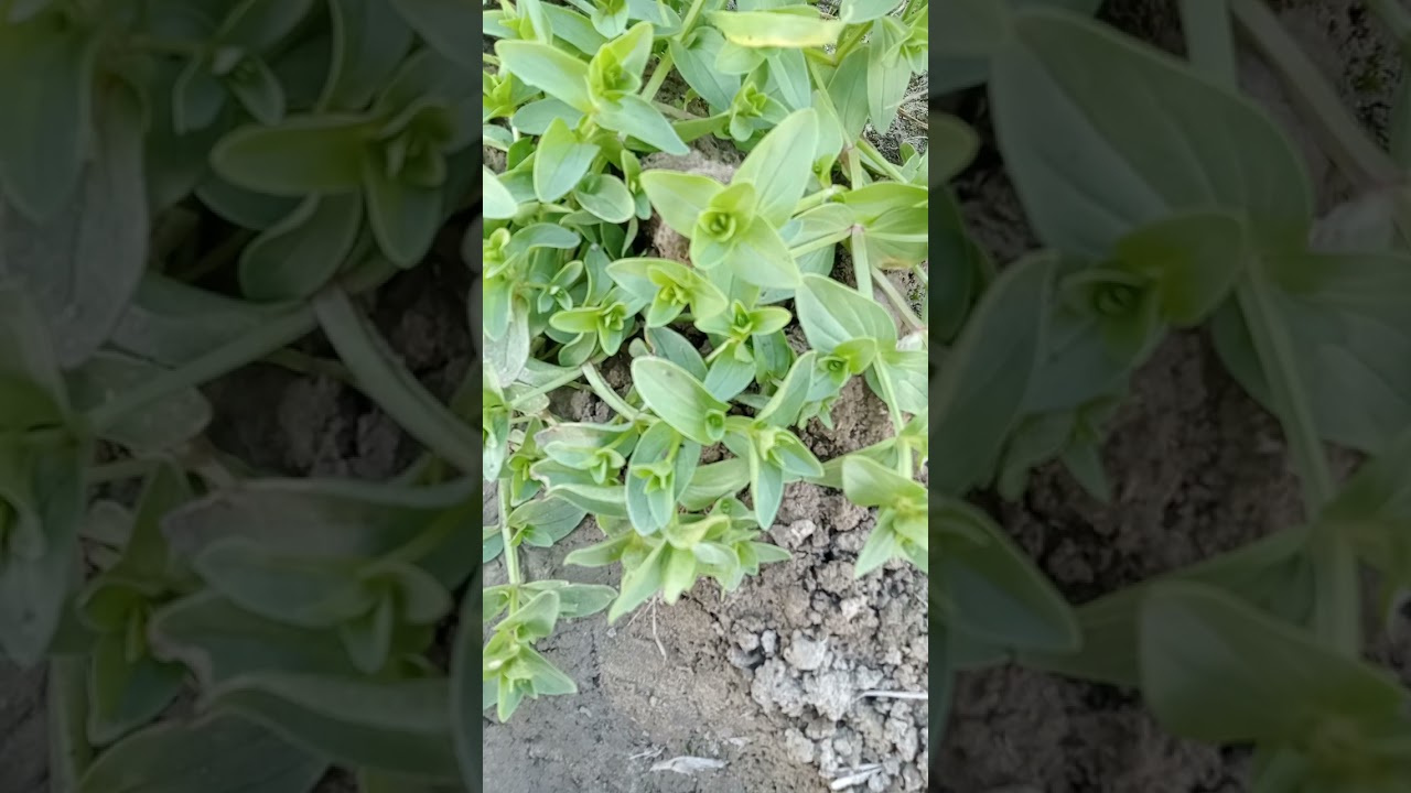 beautiful flowers l sarson ka phool l Pakistan farmer l خوبصورت فول ...