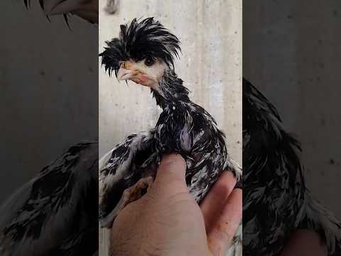#цыплята #курица #животные #природа #еда #ферма #chicks #chicken #animals #food #farming #organic