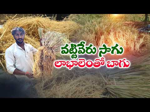 వట్టివేరు సాగుతో లాభాలు సాధిస్తున్న యువరైతు
