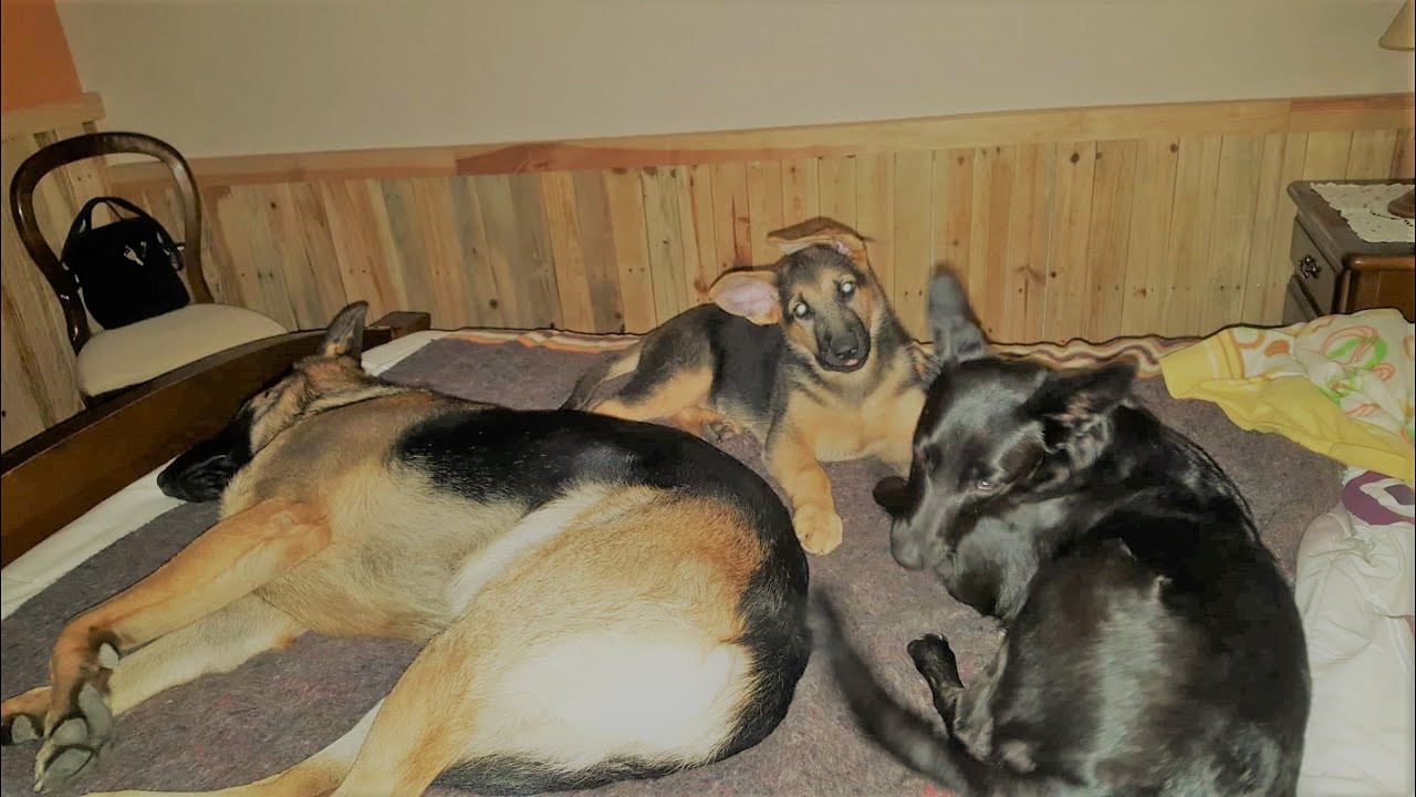 Dogs Exercising And Finishing It Off With Some Pool Time 🏖️ YouTube