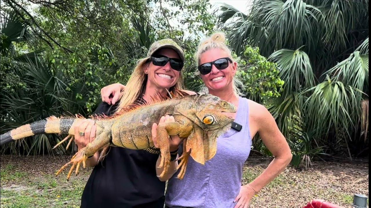 How big are these iguanas!? Iguana Weigh in and cleaning! YouTube