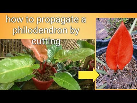 Video: Congo Rojo Philodendron Care: Växande Philodendron Congo Rojo