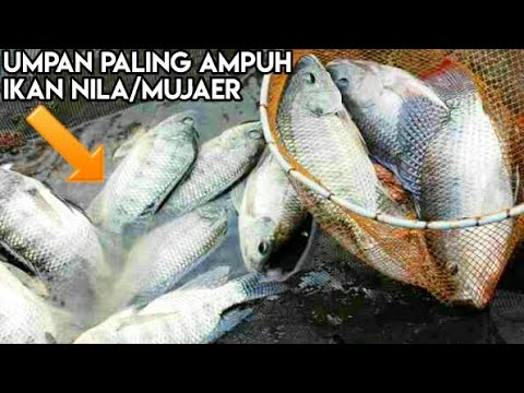 UMPAN JITU UNTUK MANCING IKAN NILA / MUJAER BABON(nila babon