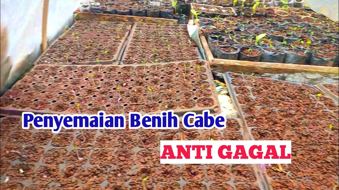 Cara Menyemai Benih Cabe Yang Benar Dan Berbuah Lebat