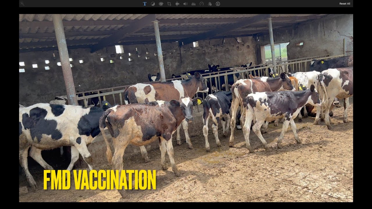 FMD Vaccination for cows Dairy vlogs Dairy knowledge Heifers