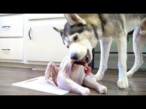 Video: Blue Ridge Mal əti Könüllü Olaraq Raw Turkey Pet Food'u Xatırladır