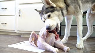 Husky vs Whole Raw Turkey For Thanksgiving! (ASMR)