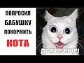 Лютые приколы. БАБУШКА ПОКОРМИЛА КОТА.Угарные мемы