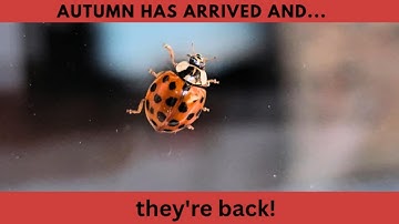 Are Asian Lady Beetles bugging you? What can you do if they invade your home?