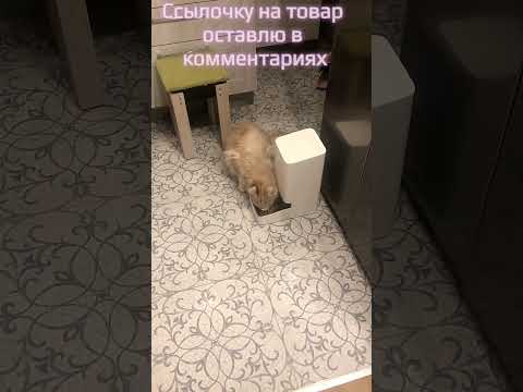 Умная кормушка для