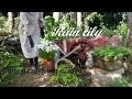 【素敵な庭造り】Rain lily ゼフィランサスの魅力