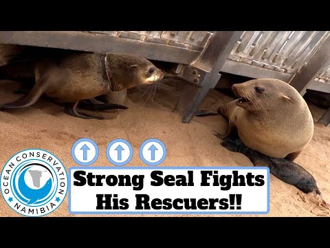Strong Seal Fights His Rescuers