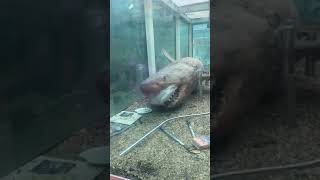 Feb 2019 - Rosie the preserved shark being prepared to leave abandoned wildlife park