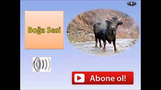 Boğa sesi