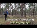 Changing Light in the Woodland - Woodland Photography