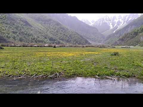 دشت دریاسر عسل محله طبیعت گردی شمال