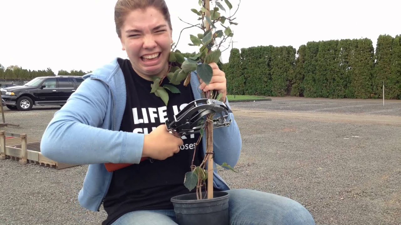 Midas Nursery Solutions- The Amazing Plant Race