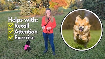 Improve Your Dog