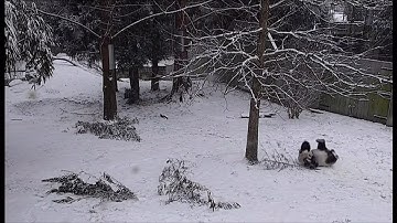 Pandas roll and slide in the snow to music (2) (Fun story) (USA) - BBC News - 1st/2nd February 2021