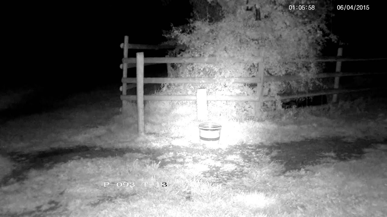 nature kpop Rural badger cub yelping - with sound !